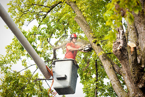 Best Emergency Tree Service  in Maan, ND